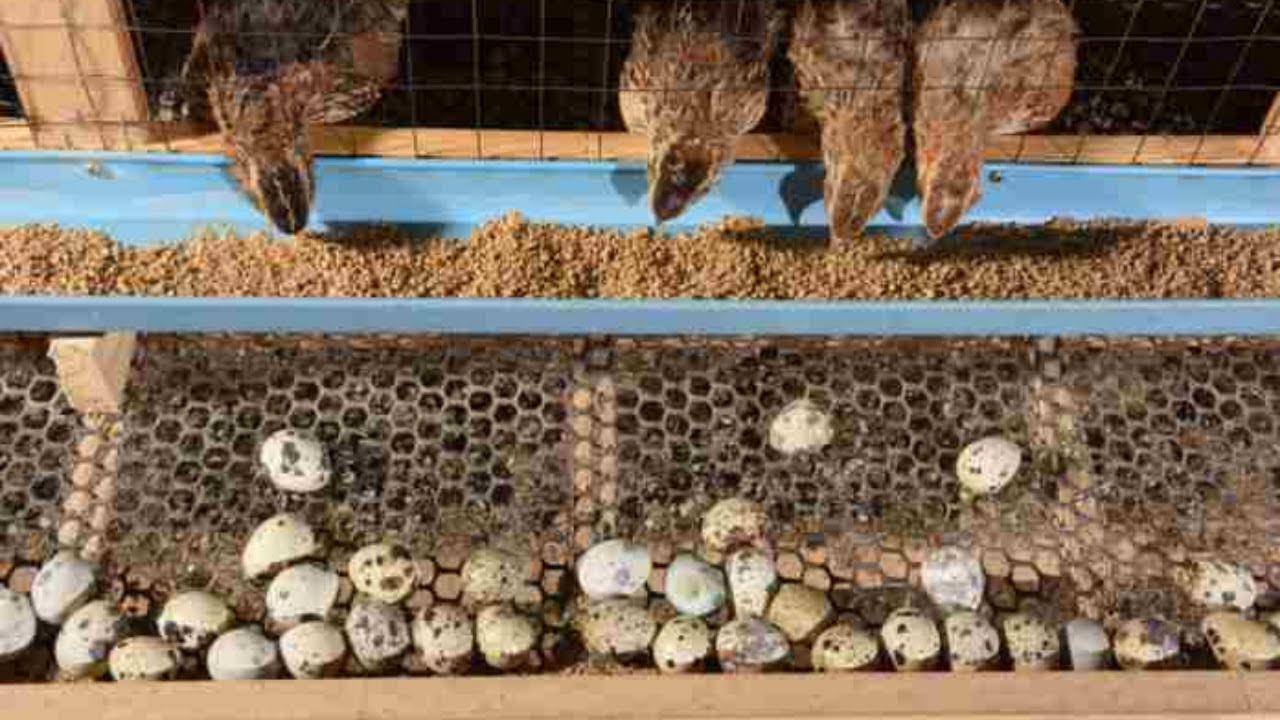 Usaha Ayam Puyuh Petelur Peluang, Strategi star up