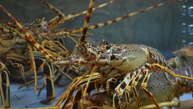 Usaha Lobster Potensi Ekonomi dan Tantangan
