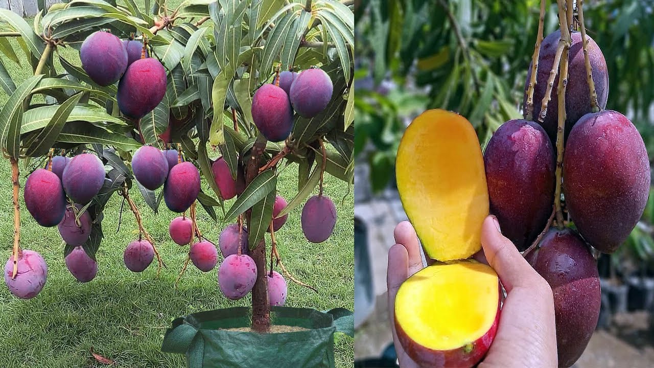 Inovasi Perkebunan Pohon Mangga Berkualitas