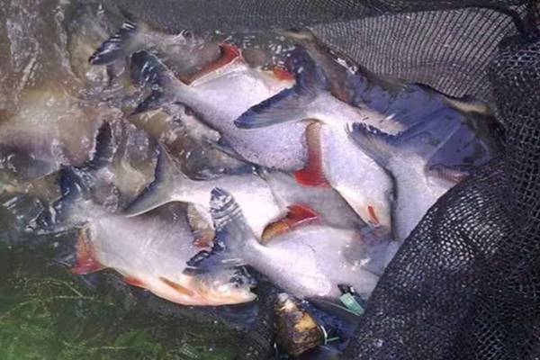 Inovasi Peternakan Ikan Bawal