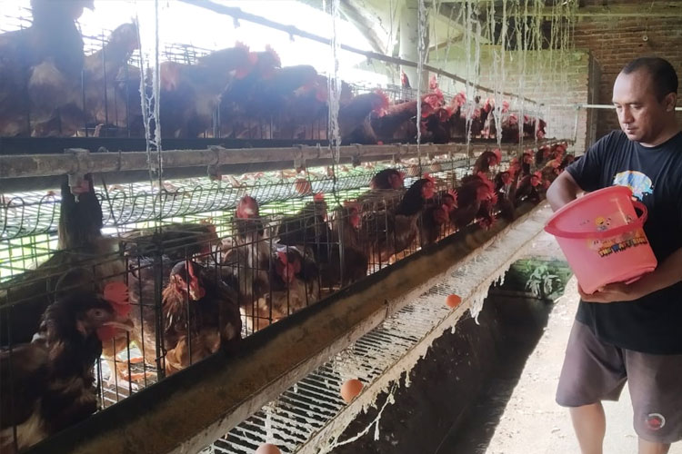 Teknologi keberlanjutan inovasi ayam petelur